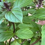 Anak Pokok Cinnamon Basil – Basil Beraroma Kayu Manis Unik – Live Plant