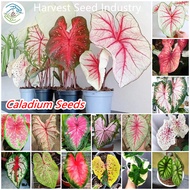 (100 Seeds/pack) Assorted Rare Caladium Seeds Bonsai Seeds for Planting Flowers Buto Ng Bulaklak Air Purifying Live Plant Seed Mayana Plants for Sale Indoor and Outdoor Real Plants Home Garden Decor Gardening Flower Seeds Easy To Grow Singapore Halaman