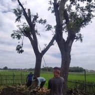 Pohon Trembesi Besar tinggi 4 - 5 meter