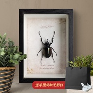 Insect Specimen Beetle Beetle Boutique Unique Decorative Painting Birthday Gift Home Decoration Gift