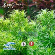 【AC草影】SKYFALL 天賞 2代高功率 LED水草燈（90cm）【一支】 ECS011905 台灣製 LED