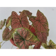 Caladium Red Festiva