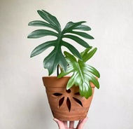 TANAMAN HIAS PHILODENDRON MAYOI /PHILODENDRON MAYOI