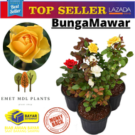PAKET 6 TANAMAN HIAS BUNGA MAWAR HIDUP ASLI TANAMAN HIAS BUNGA ROSE BUNGA MAWAR ASLI BUNGA ROSE ASLI