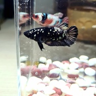 Ikan Cupang Betta Female Avatar Copper Gold