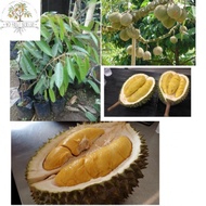 Durian musang king/ pokok durian musang king/ pokok durian kunyit/pokok durian raja kunyit