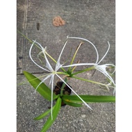 FTH / spider lily / tahan panas / pokok hidup