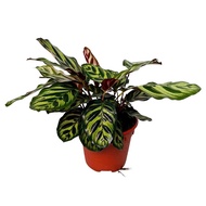 Calathea makoyana, Peacock Plant (0.3 m) - shade-loving indoor plant - air cleaning and purifying (N