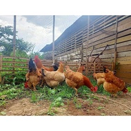 Telur Tetas / Fertil Ayam Merawang
