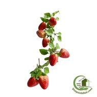 String of 8 Dalat strawberries - High quality fake fruit string