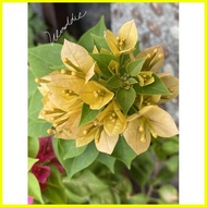 ❃ ❂ ▦ Hybrid Bougainvillea Stem Cuttings (NOT ROOTED)