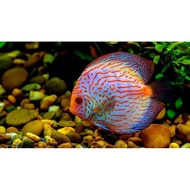Discus fish pigeon arsh 2 inch