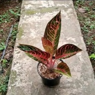 Terlaris Tanaman Hias Aglonema Red Sumatra - Aglonema Red Sumatra