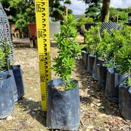 Podocarpus Costalis/Macrophyllus 金钻罗汉松 - Seri Bjaya Nursery
