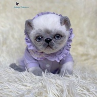 Kitty exot 白色，有斑點，逼真的玩具，可愛的小貓