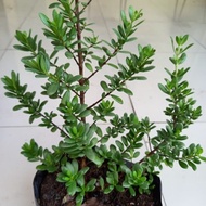 BIBIT TANAMAN POHON SANTIGI SETIGI STIGI BONSAI UNGGULAN