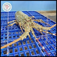Lobster Laut Hidup 1Kg (Isi 5-6 Ekor) Medium Lobster Telaris