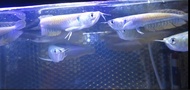 ikan arwana silver brazil 12-13cm