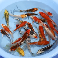 JAPANESE KOI 4-6 INCH IMPORT AND LOCAL ( Live Fish )