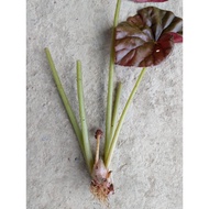 1 CUTTING SAHAJA/Begonia [ Begonia Erythrophylla ]