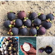 Anak Pokok Manggis Jepun/ Manggis Mesta Hybrid