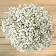 Cameron Highland Fresh Flower - Baby Breath 380gm (Delivery within Klang Valley only)