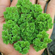Azolla microphylla many packaging