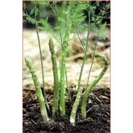 Asparagus        seeds