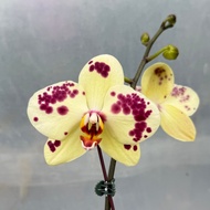 Phalaenopsis Yellow Purple-Spots | Medium Moth Orchid | 蝴蝶兰