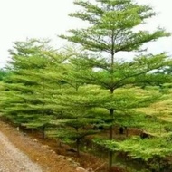 Terlaris Bibit pohon ketapang kencana-ketapang kencana-bibit TERBAIK