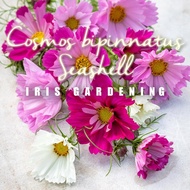 [15pcs] Biji Benih Bunga Cosmos Bipinnatus Seashell Mixed Flower Seeds [Iris Gardening]