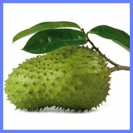 ◬ ﹍ ◸ Guyabano Soursop Seeds 10seeds