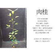 心栽花坊-土肉桂/3吋/不能食用/綠籬植物/害蟲少/售價40特價35