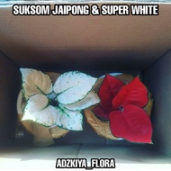 NEW PROMO..!!! bibit/bonggol AGLONEMA SUPER WHITE &amp; SUKSOM JAIPONG