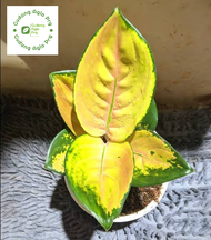 Promo aglonema sultan brunai daun 3-4 asli murah - tanaman hias aglonema sultan brunei / Pancawati