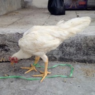 Ayam Kampung Jantan Putih Mulus