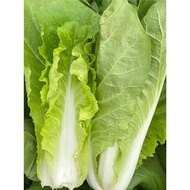 Autumn Winter Vegetable Seeds Daquan Spinach Coriander Small Cabbage Seeds Four Seasons Coriander Ce