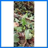 ▬ ✗ ๑ XANADU PHILODENDRON ACTUAL PLANT