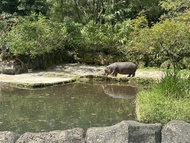 雅加達旅遊｜小孩扣5千,野生動物園,長頸鹿共進下午茶,雅加達老城區之旅,升等一晚五星度假村,無購物五日(含稅)