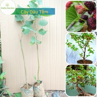 Cây dâu Đài Loan(tặng kèm phân vi sinh) giống dâu mới siêu trái quả to dài ngọt cho quả quanh năm