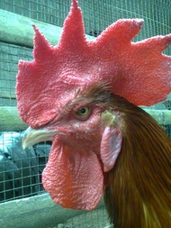 Ayam Pelung Kwalitas Jumbo