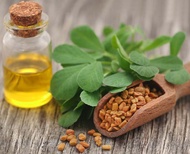 Fenugreek Oil Minyak Klabet Minyak Hulbah Methi Oil Methi seeds