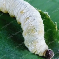 umpan ulat pisang / kepompong ulat pisang pancingan murah meriah