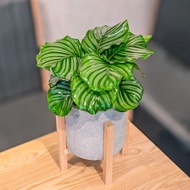 青蘋果竹芋 落地四腳木架水泥盆栽 觀葉植物開幕送禮推薦