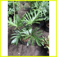 ☃ ♟ ✎ Selloum Plant ( known as Sahod Yaman ) Live Plants with Soil and Pot