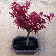 【100% Original】pokok Bonsai   Japanese Red Maple Tree Seeds for Planting (50 Seeds/pack) Maple Seeds