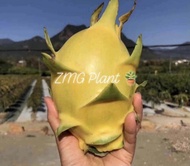 (30cm - 50cm)Israel Yellow Dragon Fruits Trees / Keratan kuning benih anak pokok buah naga