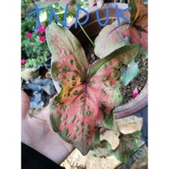 keladi butterfly viral