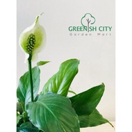 Spathiphyllum Peace Lily Indoor Live Plant Pokok Bunga Hiasan 白鹤芋 蜡烛花