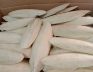 TULANG SOTONG 15-20cm